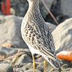 Buff-breasted Sandpiper